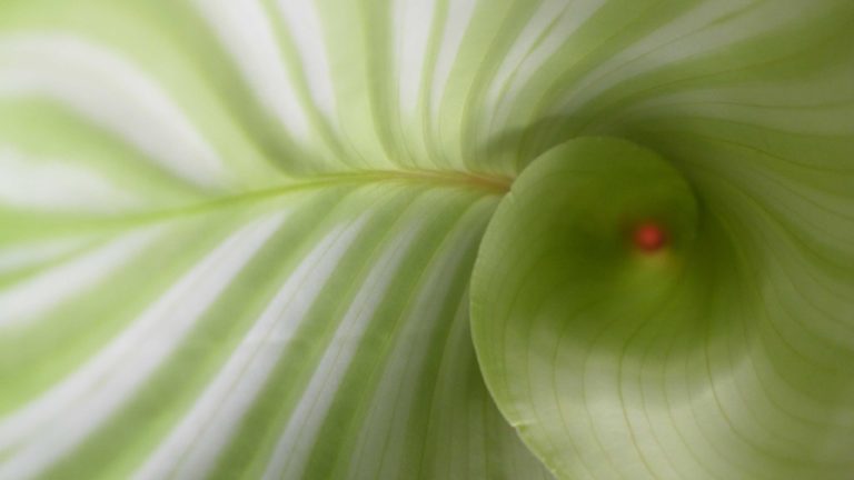 Intérieur d'une feuille vue en gros plan